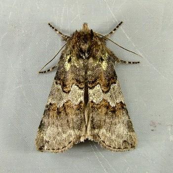 Ceranemota fasciata