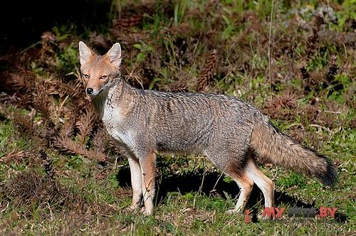 Lycalopex gymnocercus