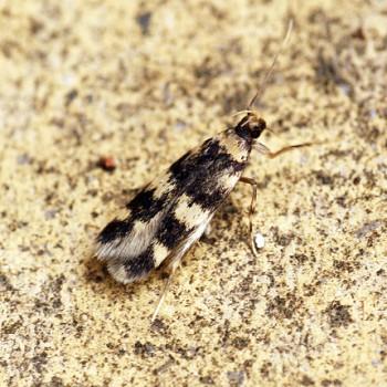 Oegoconia caradjai