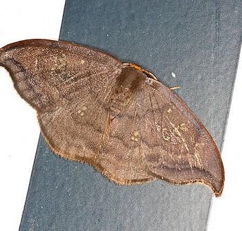 Agnidra scabiosa