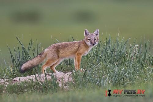 Корсак