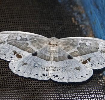Cyclidia substigmaria