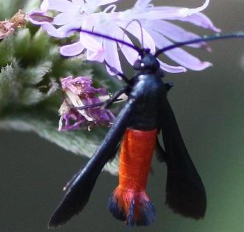 Synanthedon geliformis