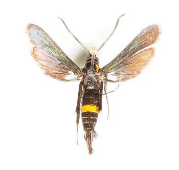 Sannina uroceriformis