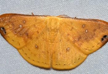 Tridrepana fulvata