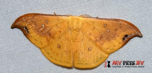 Tridrepana fulvata