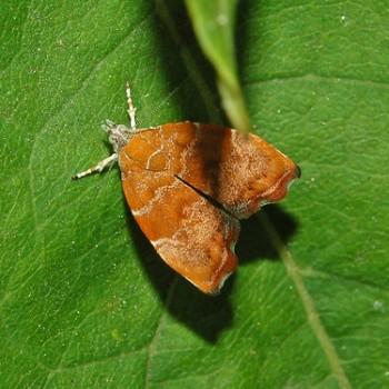 Choreutis nemorana