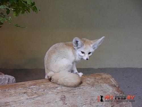 Vulpes zerda