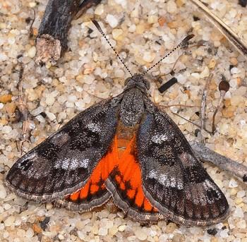 Synemon gratiosa