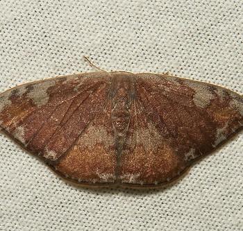 Paralbara watsoni