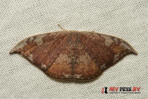Paralbara watsoni