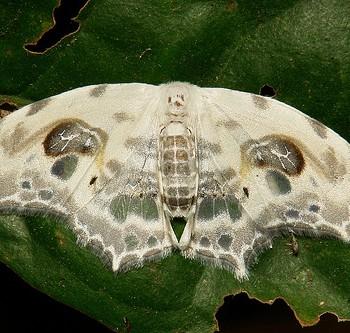 Auzata chinensis