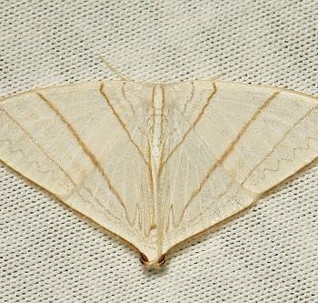 Ditrigona triangularia