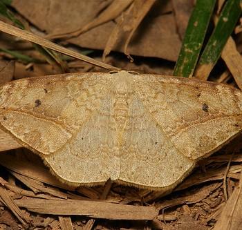 Drepana pallida