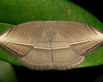 Microblepsis leucosticta