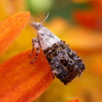 Caloreas leucobasis