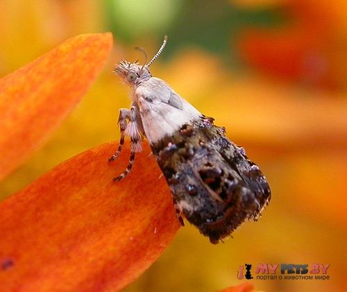 Caloreas leucobasis