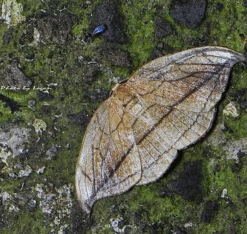 Microblepsis manleyi