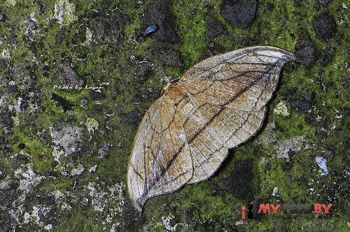 Microblepsis manleyi