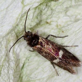 Heringocrania unimaculella