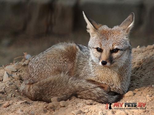 Vulpes bengalensis