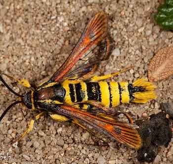 Synanthedon mellinipennis