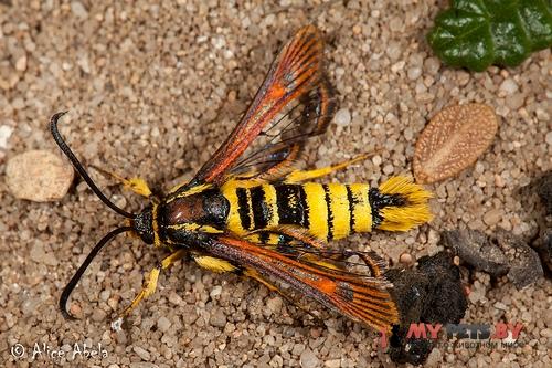 Synanthedon mellinipennis