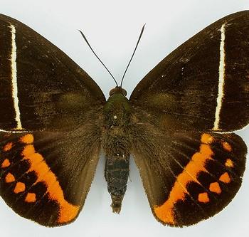 Amauta cacica