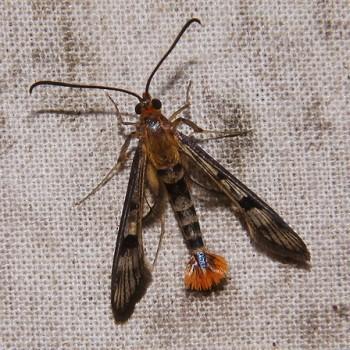 Synanthedon acerrubri