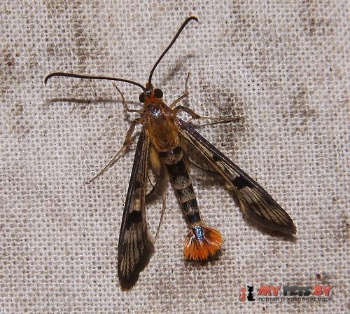 Synanthedon acerrubri