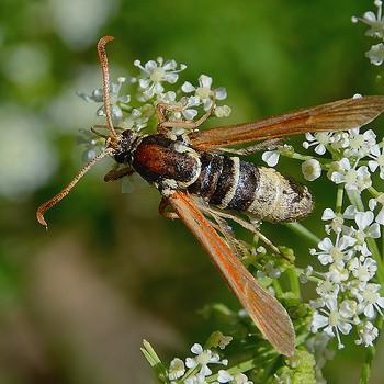 Paranthrene robiniae
