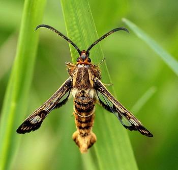 chamaesphecia palustris