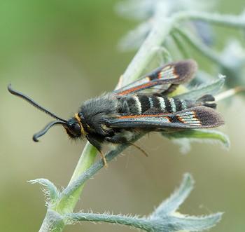 Albuna pyramidalis