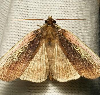 Tethea consimilis