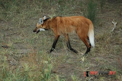 Maned wolf