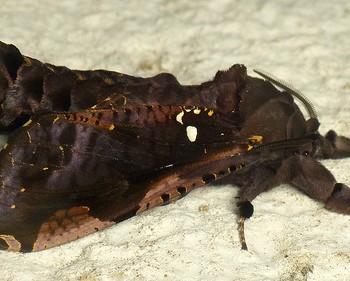 Langsdorfia franckii