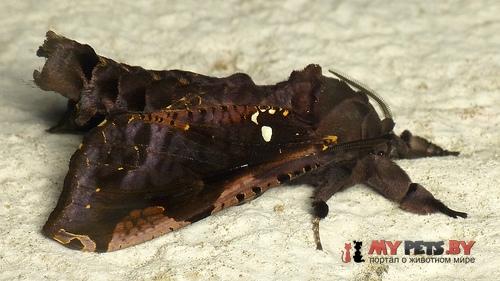 Langsdorfia franckii