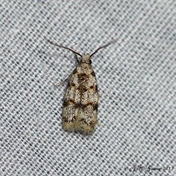Symmoca dodecatella