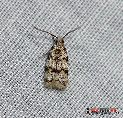 Symmoca dodecatella