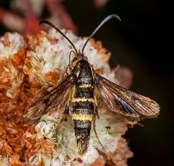 Synanthedon bibionipennis