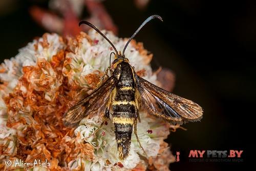 Synanthedon bibionipennis