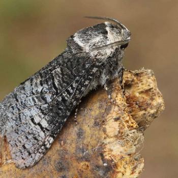 Acossus centerensis