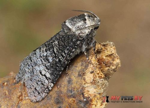 Acossus centerensis