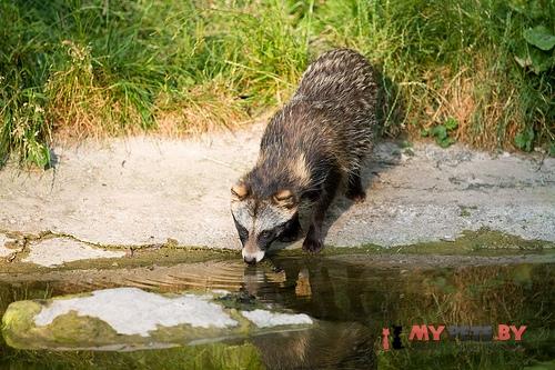 Raccoon dog