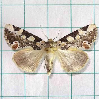 Horithyatira decorata