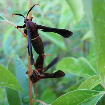 Vitacea polistiformis