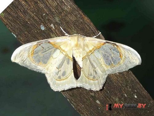 Macrauzata fenestraria