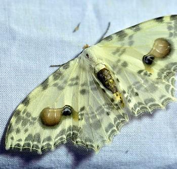 Auzata semipavonaria