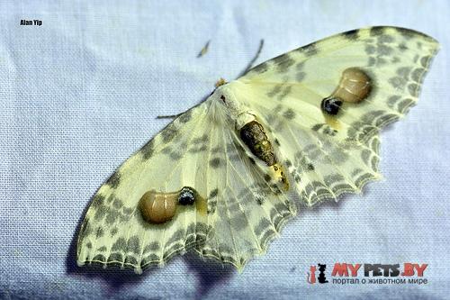 Auzata semipavonaria