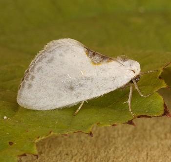 Cilix hispanica